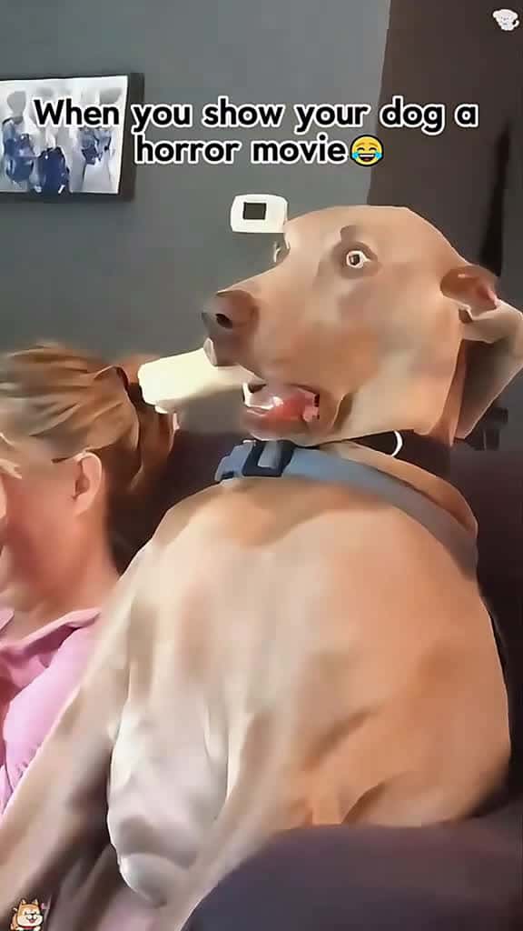 Cover for When you show your dog a horror movie 😂#usa🇺🇸 #usa_tiktok #happy #couple #happyathome #funnyanimals #doglover #funny #dogs  created by Funny viralvms with Funny viralvms’s original sound