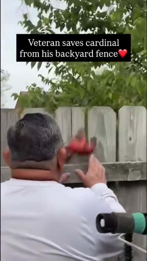 Cover for Heroic rescue: Veteran frees a trapped cardinal 🐦 #RescueMission #HeroInAction #WildlifeSavior