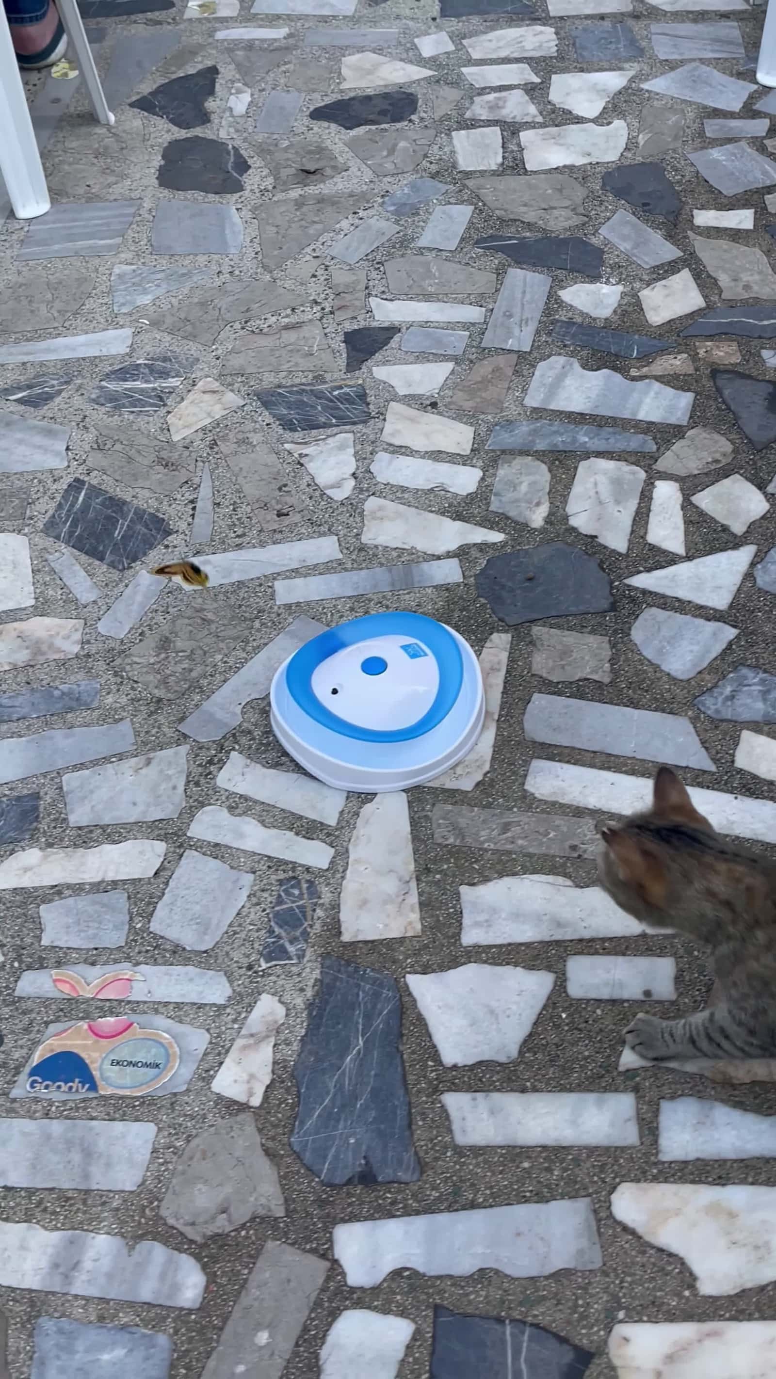 Cover for #FirstVideoChallenge Cat Plays with Toy Butterfly.