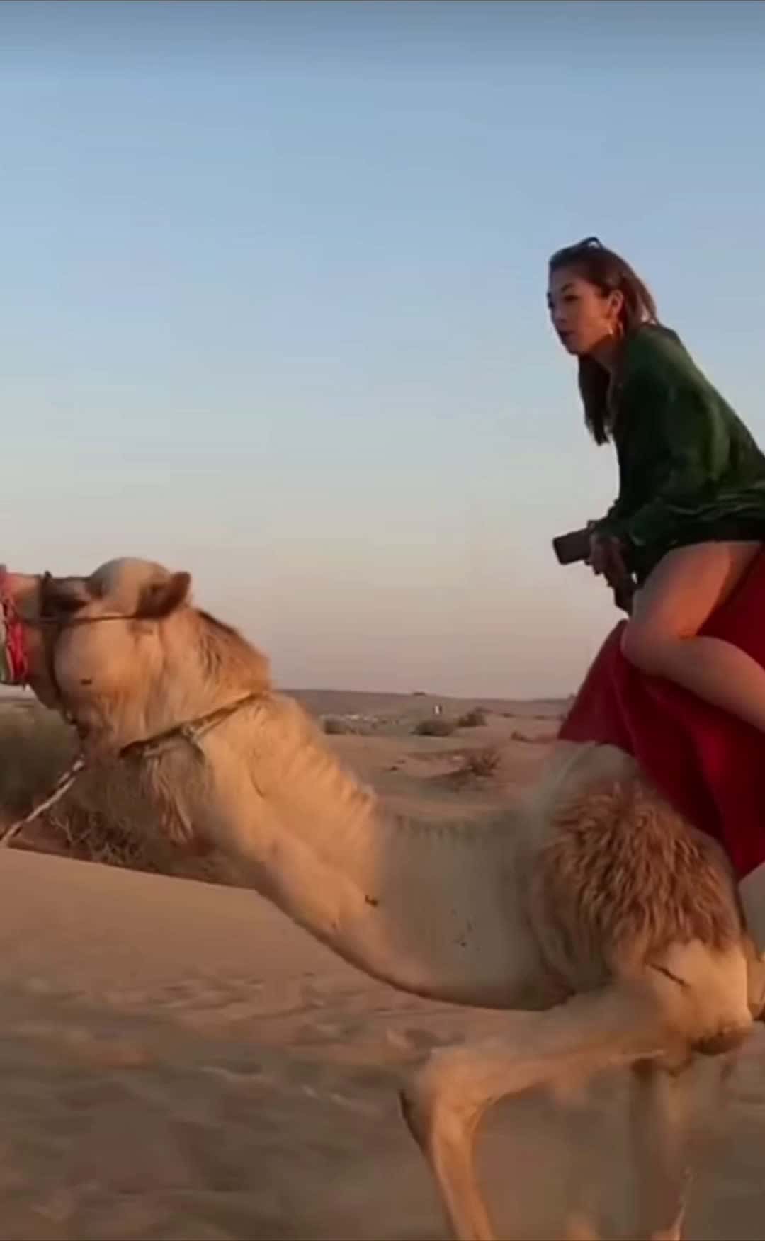Cover for HAPPY HUMP DAY 🐪#scoopz  #animals #scoopzreels  #camel  #scoopztrending #scoopz  #trending  #pov  #fyp  #foryoupage  #foryoupage❤ 
