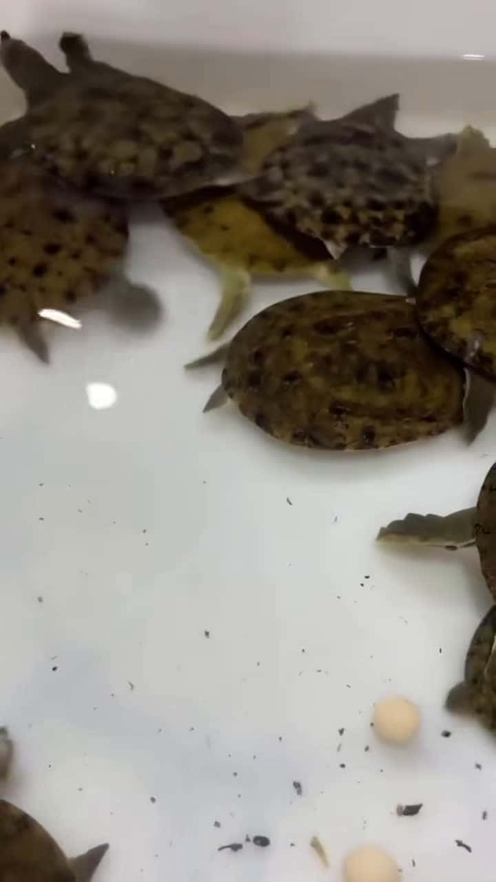 Cover for Turtles. #turtle #turtles #catchingseafood ##catchfish #fishing 