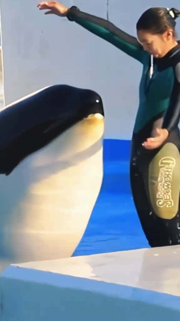Cover for #orcas #trending #foryou  #orcas #trending #foryou  #orcas #trending #foryou  #orcas #trending #foryou  created by Storm with Storm’s original sound
