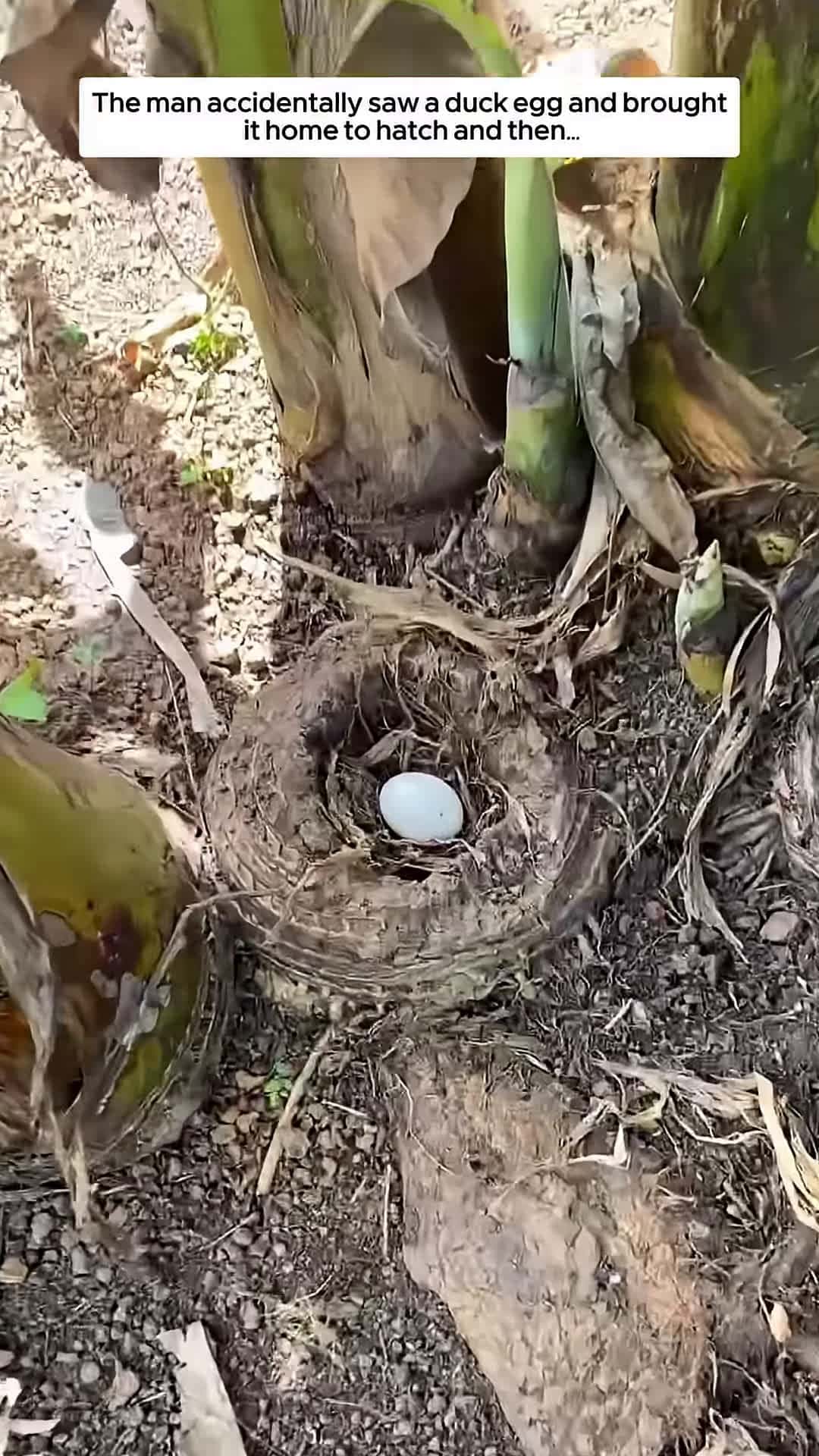 Cover for The man accidentally saw a duck egg and brought it home to hatch and then