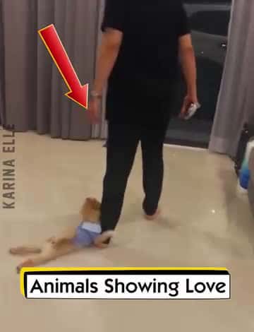 Cover for Animals Showing Love