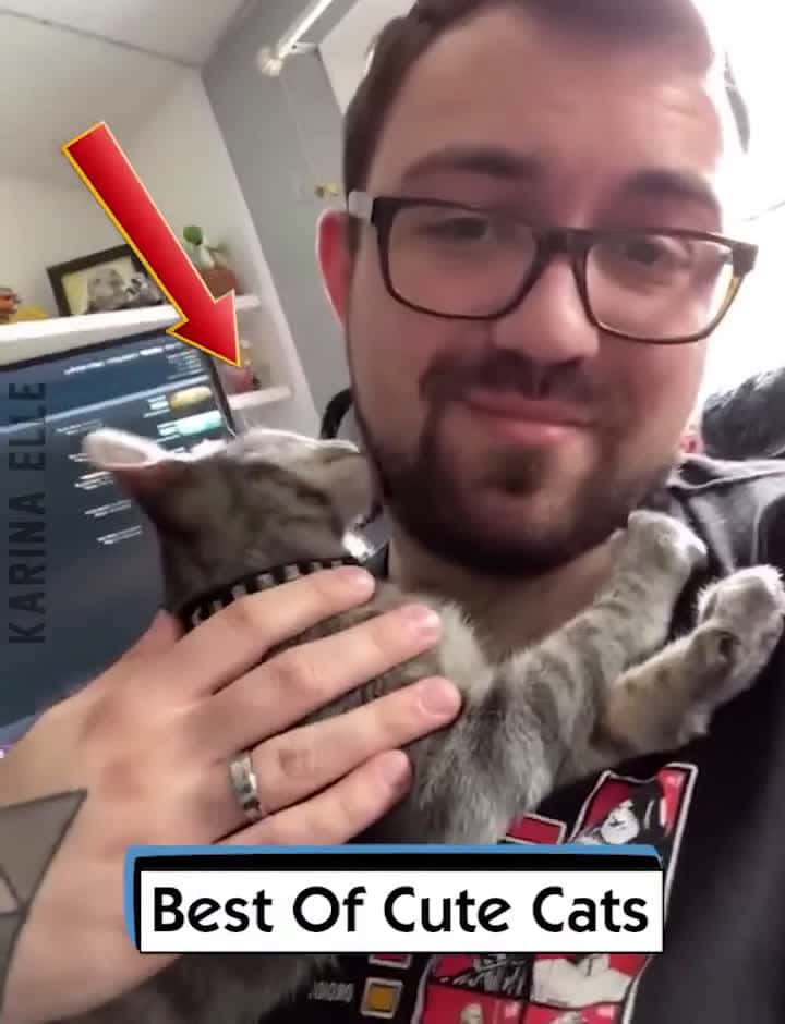 Cover for Best Of Cute Cats