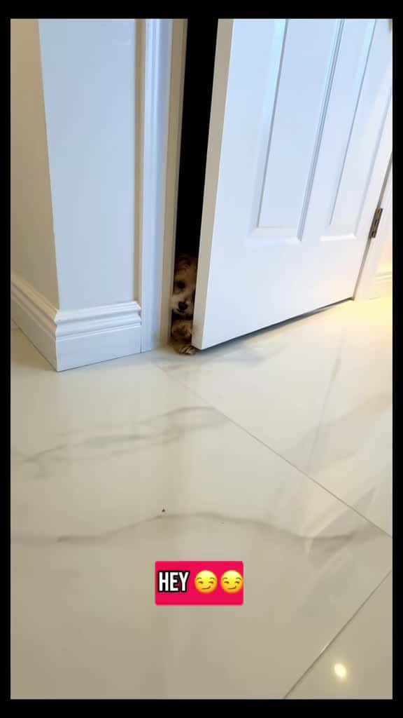 Cover for You pee, I watch 😜  funnydog