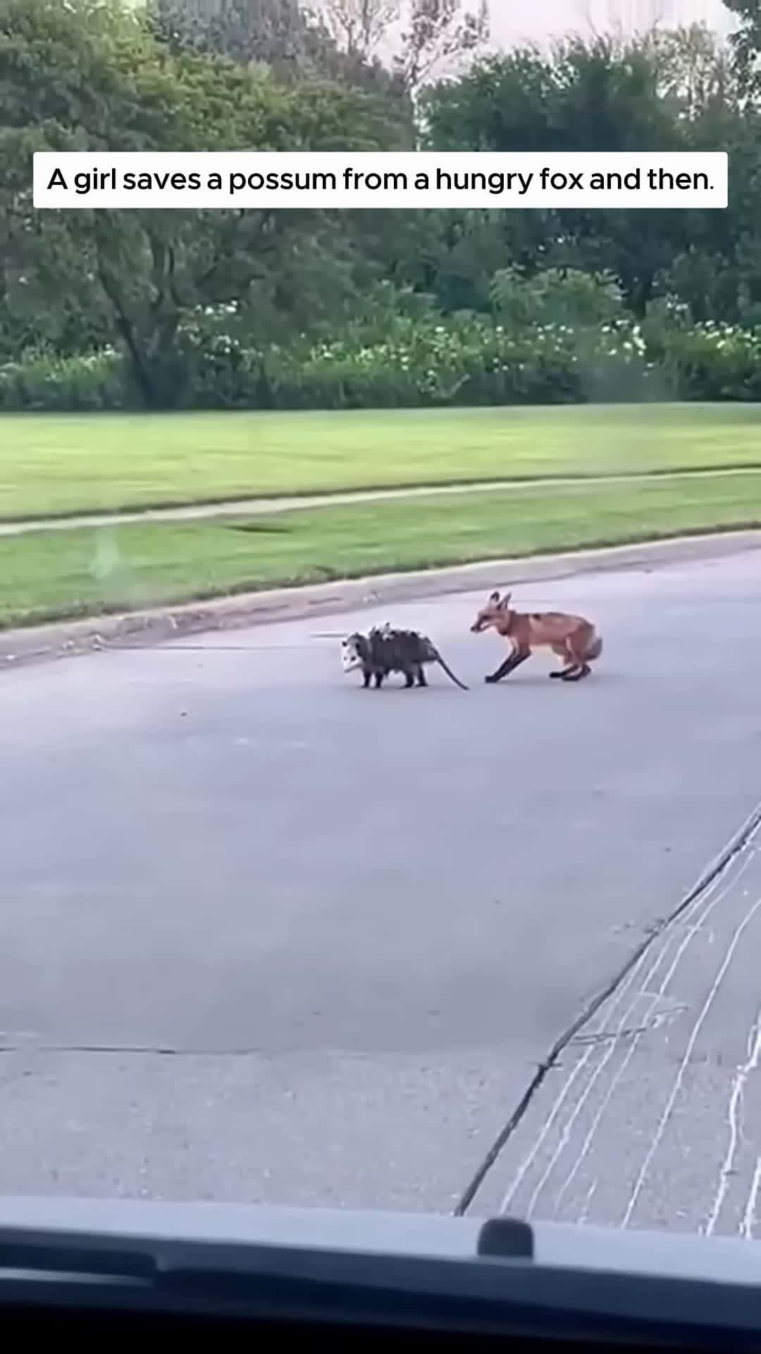 Cover for A girl saves a possum from a hungry fox and then animalshorts