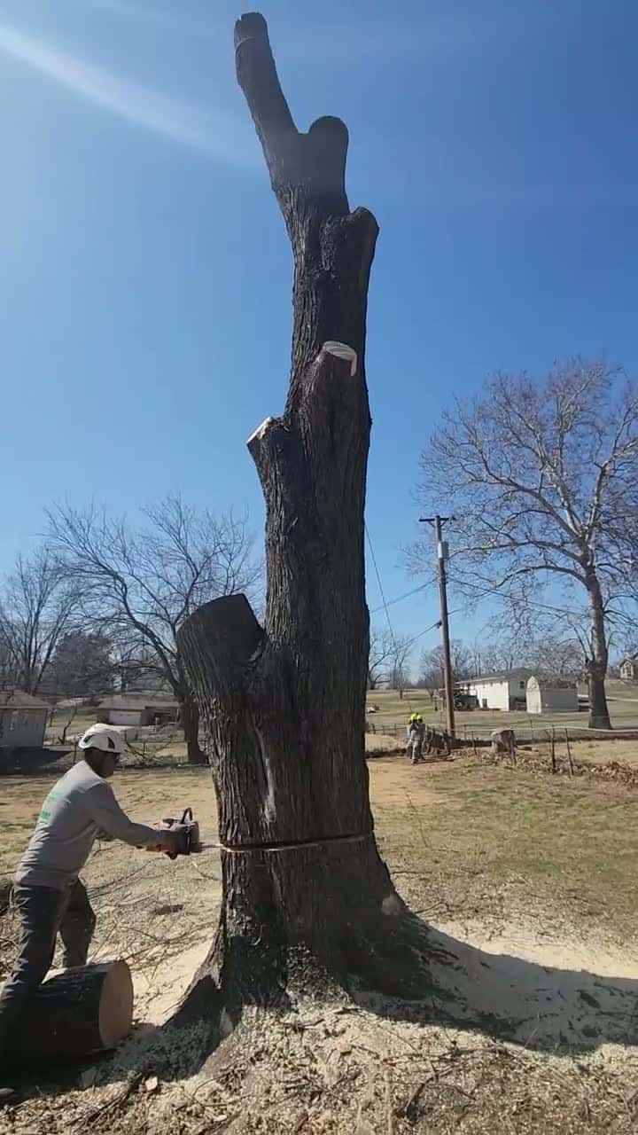 Cover for Timber!!! Tree Removal In Kansas City by Family Tree Service. 