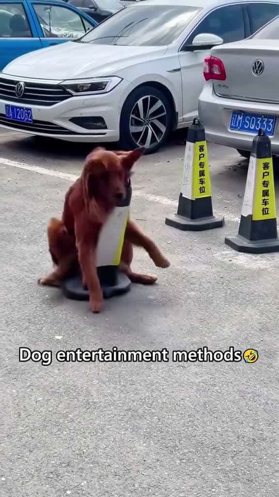 Cover for A not so smart looking golden retriever dog fyp foryou tiktok pet 24926 #trending