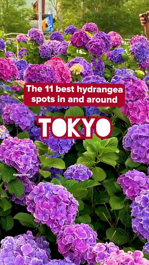Cover for Early June to mid July is Hydrangea season  in Japan  also known as Ajisai in Jap 53890 #american