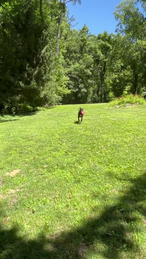 Cover for Here are some helpful tips for keeping your pup calm. ZestyPaws DogTips PetParent DogLover 30750 #shortvideos