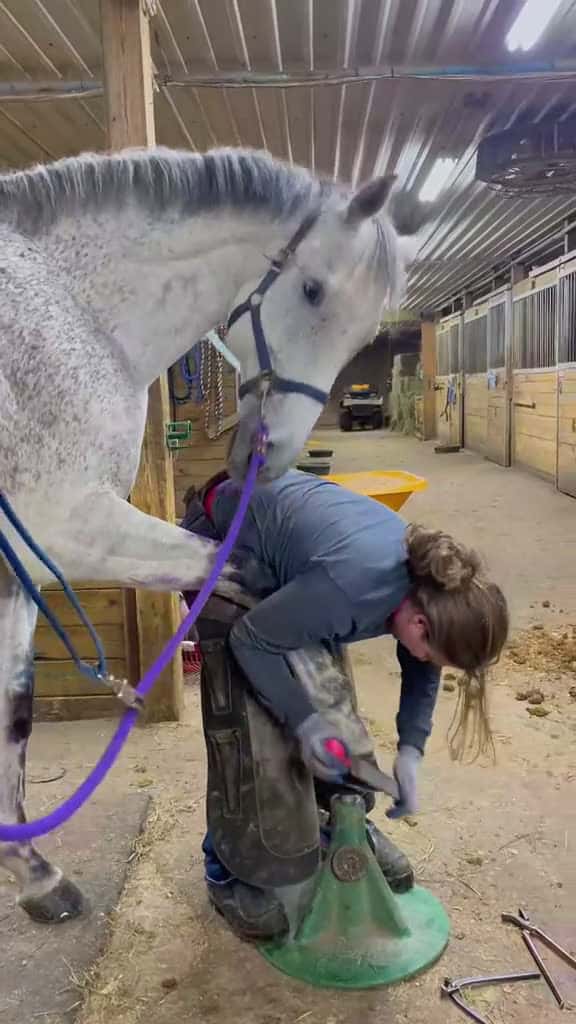Cover for relax hoofcare viral horses viralvideo farrierlife farriersoftiktok ASMR fyp horse farrier 45418 #followMe