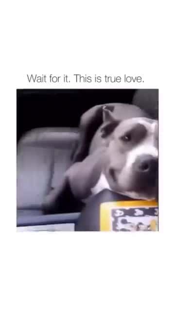 Cover for CUTE & FUNNY DOGS COMP #love #loyalty #waitingforyou #usa #dogs #dogsoftiktok #petsoftiktok #dog #pets #pet #petlover #doglover #puppy 22