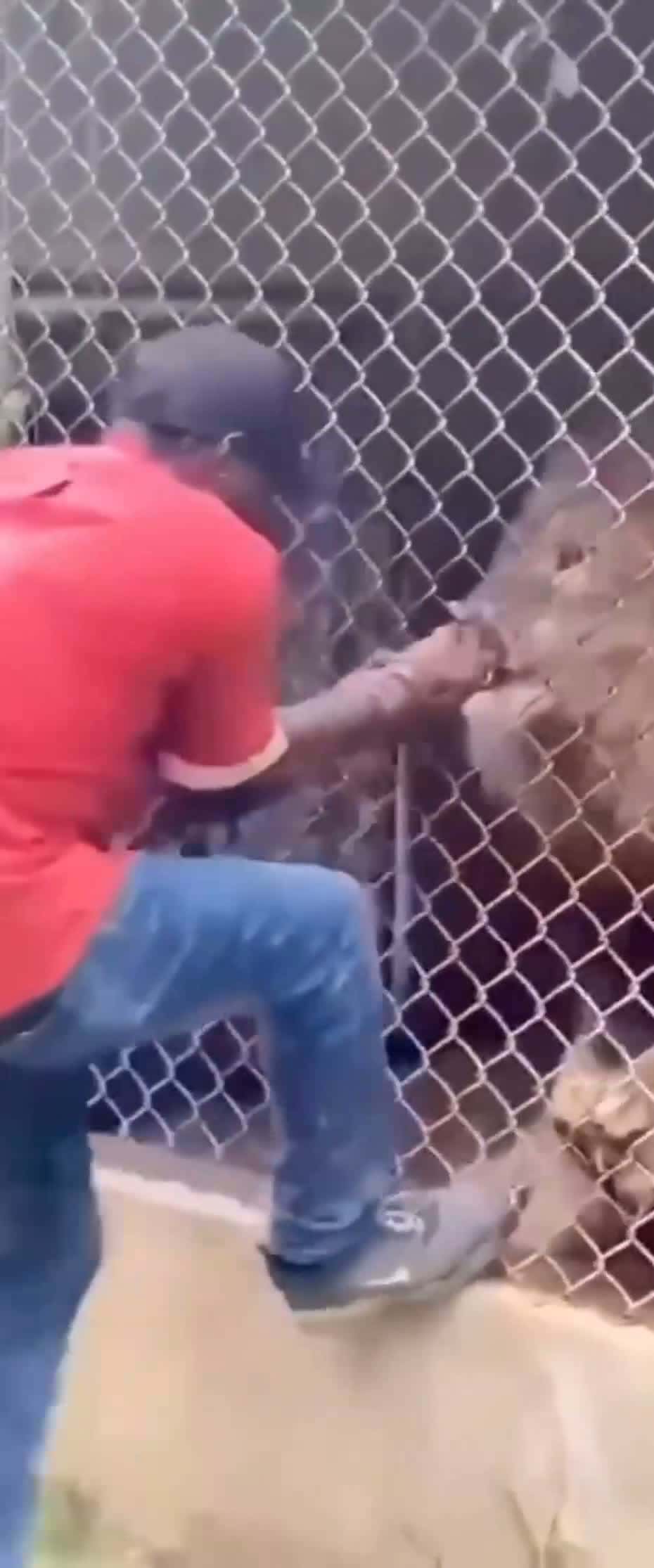 Cover for stupid man 🤣 puts his finger in a lion cage....