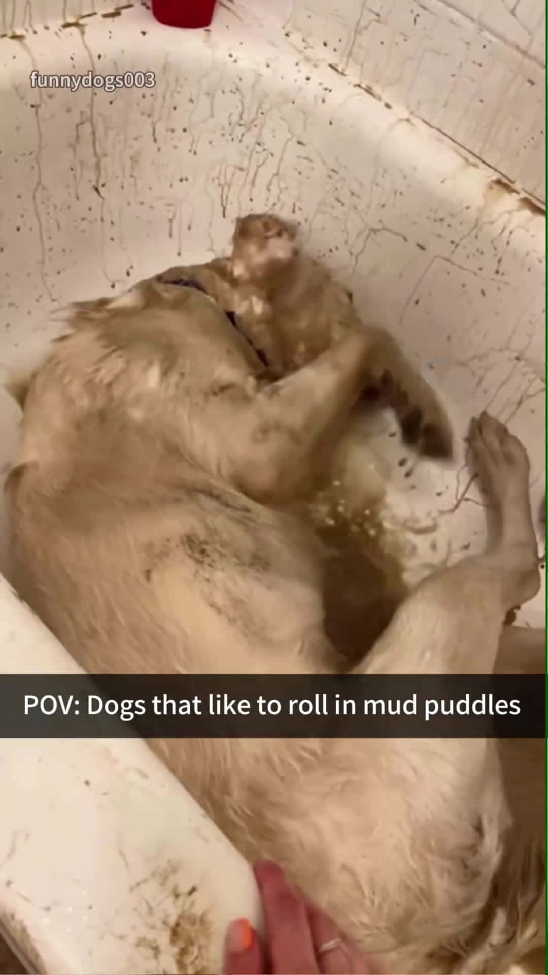 Cover for Dogs like to roll in mud pits#dog#funny#funnyanimals#funnypets#animal... (2)