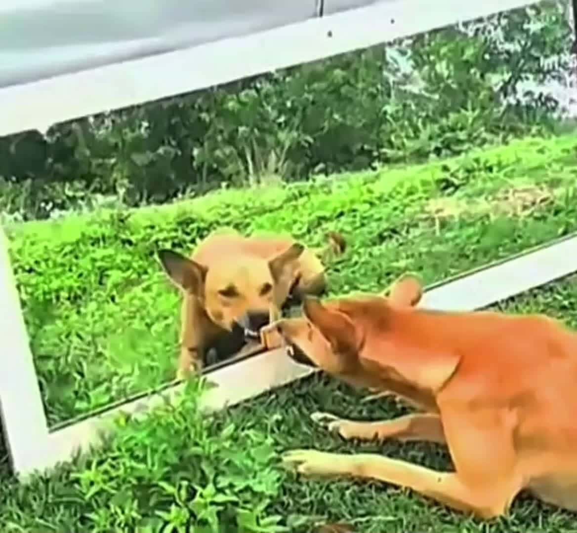 Cover for Funny dog mirror clips  #funny  #dog  #doglover  #videofunny 
