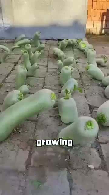 Cover for I'd do a watermelon in the crack in my concrete driveway 