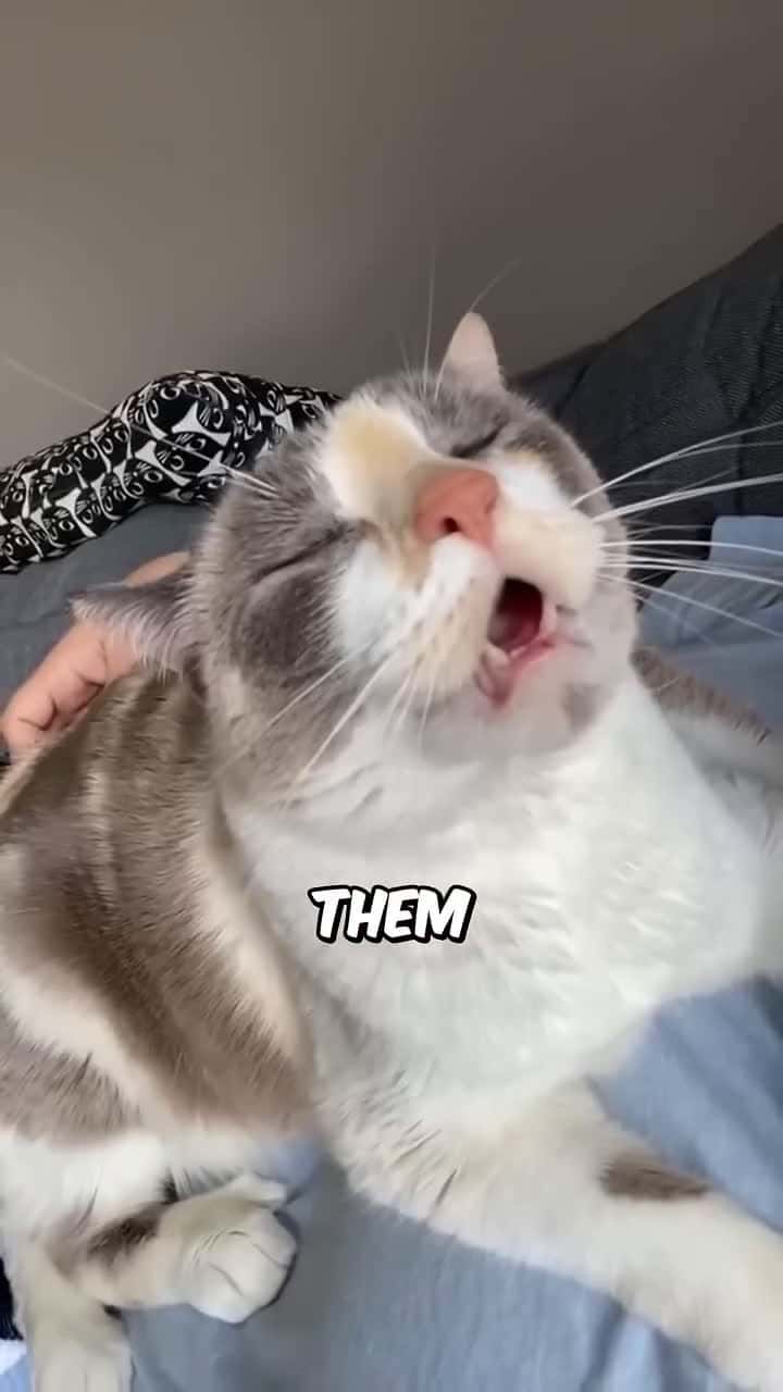 Cover for Daily dose of Cat Scoopz; another informative video, which I hope you all enjoy