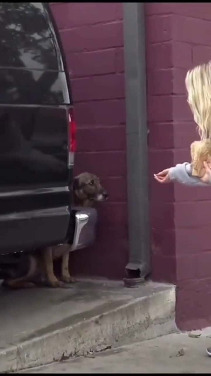 Cover for She needs some love #dog #doglover #dogrescue #funnydog #cutenessoverload #animalbehavior