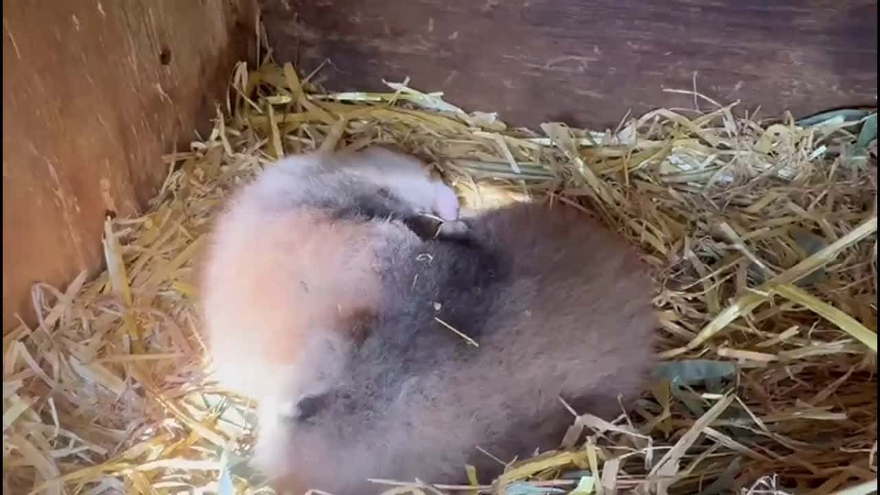 Cover for RAW VIDEO: Banham Zoo in East Anglia has had an incredibly adorable double arrival - red panda twins! 1/2