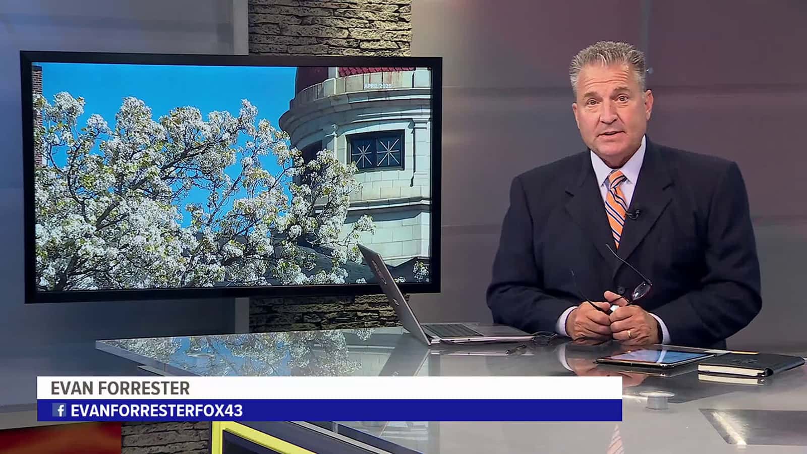 Cover for York historic tree removal begins