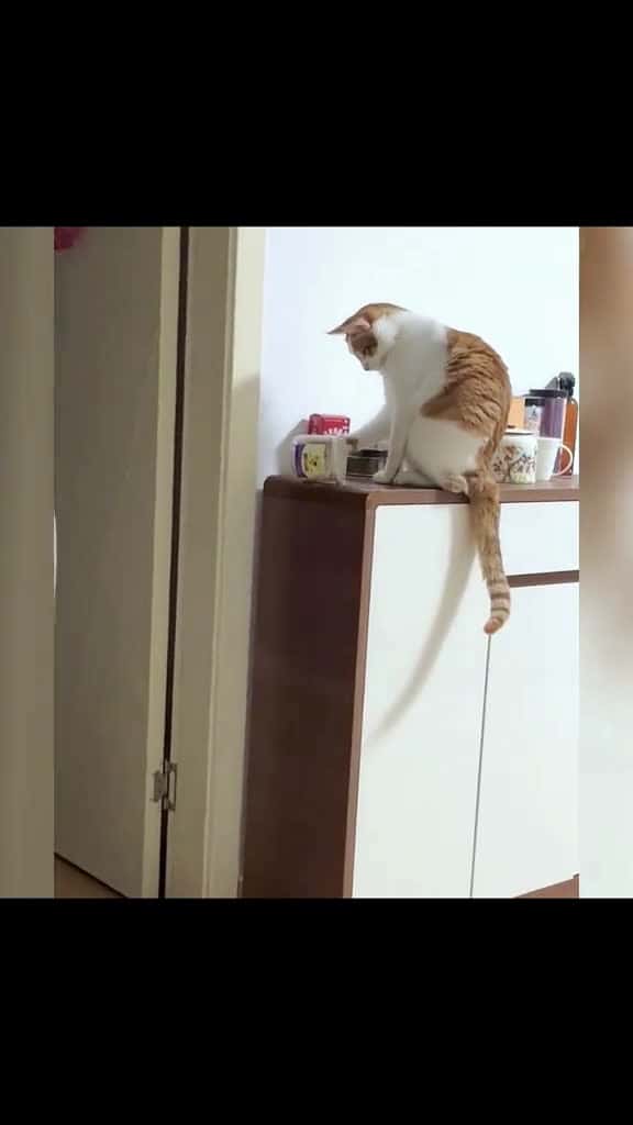 Cover for Puzzlement behavior of cats and dogscat cats petlove catsvideo catlover pet dog c 26347 #trending