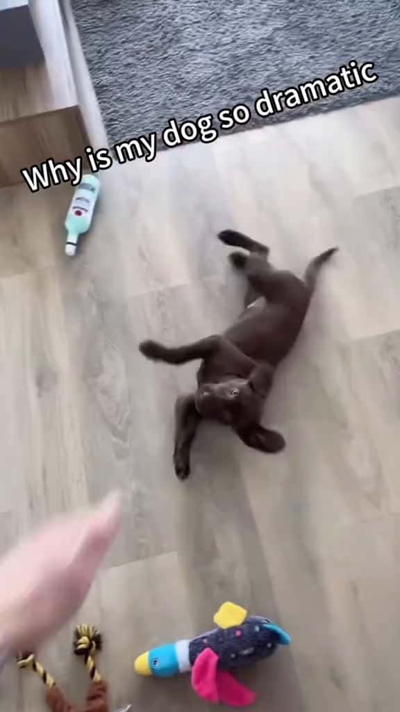 Cover for so dramatic dog funny funnyanimals funnypets animals dogsofttiktok pet foryou longervideos 64095 #american
