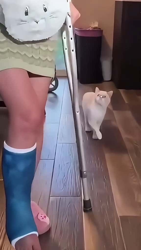 Cover for Funny ha ha  #funny  #funnyvideos  #fun