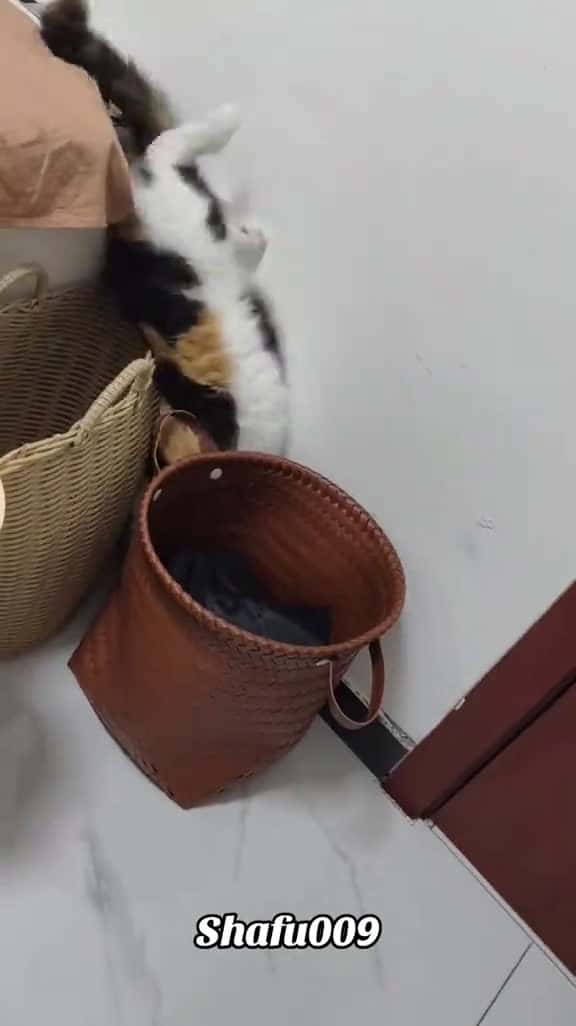Cover for petpetscutefunnyviralcatfunnycatfunnyvideosforyouIoIfypfyp 64200 #us