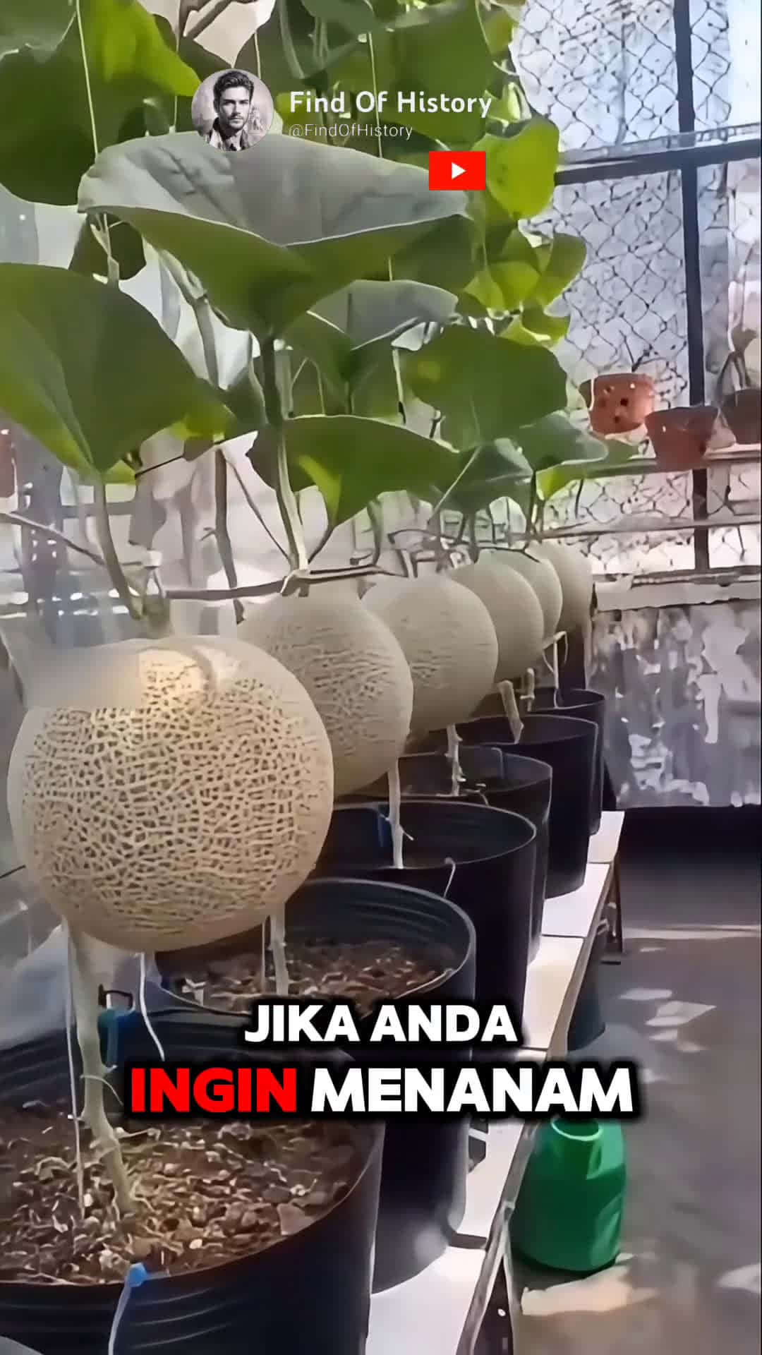 Cover for Unbelievable How To Grow Melon Plants at Home Easily Part 01 shorts short unique