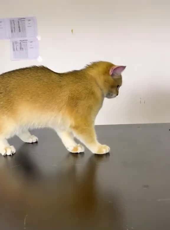 Cover for The cat that is forced to wake up cat funnycat cats funnyvideos fyp 59082 #america