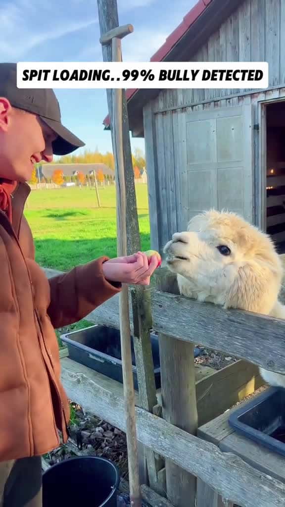 Cover for funny rude alpacas tiktok foryou animals cuteanimals animalsoftiktok animal usa usa tiktok 34123 #trendingscoopz