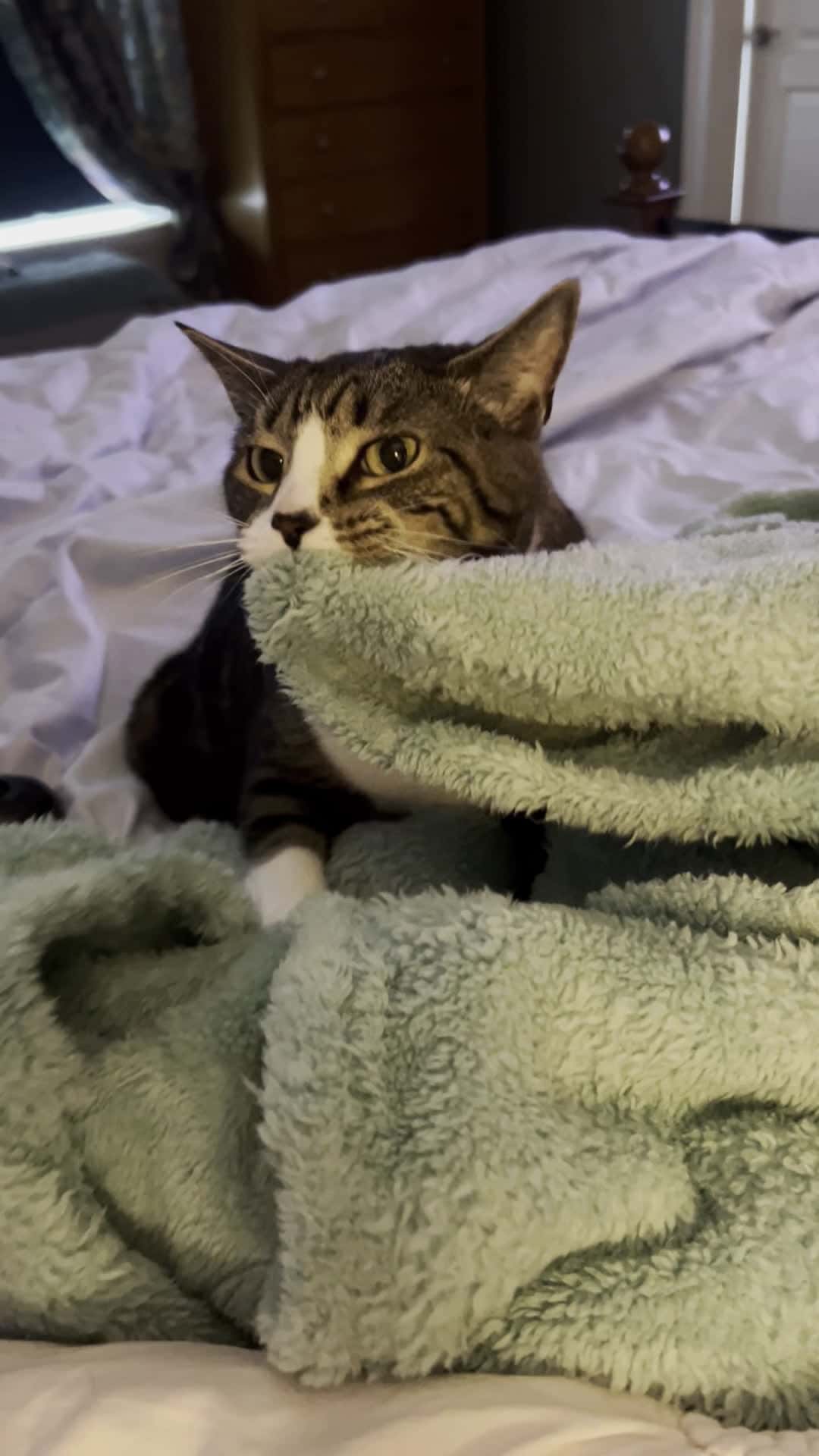 Cover for This is one content kitty ♥️