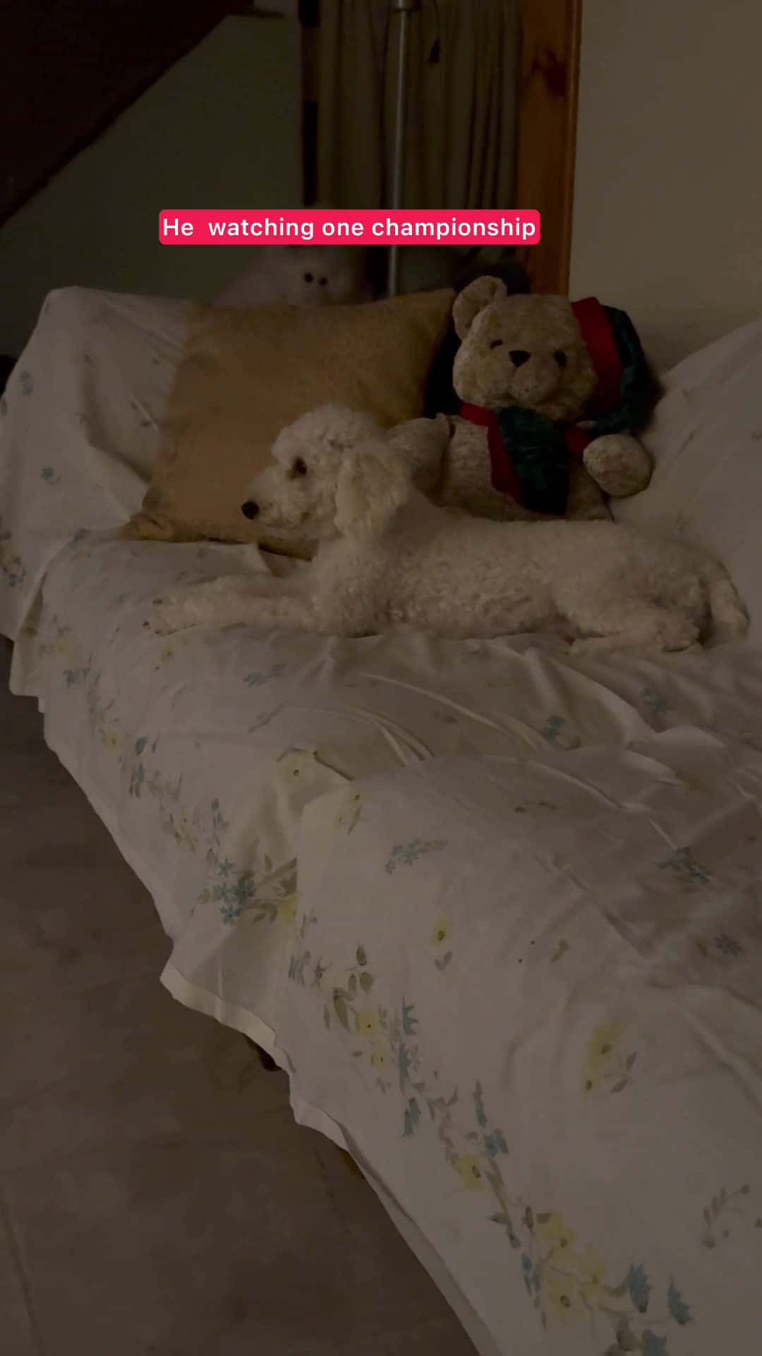 Cover for He love watching tv  #dog  #scoopz  #viral #followers