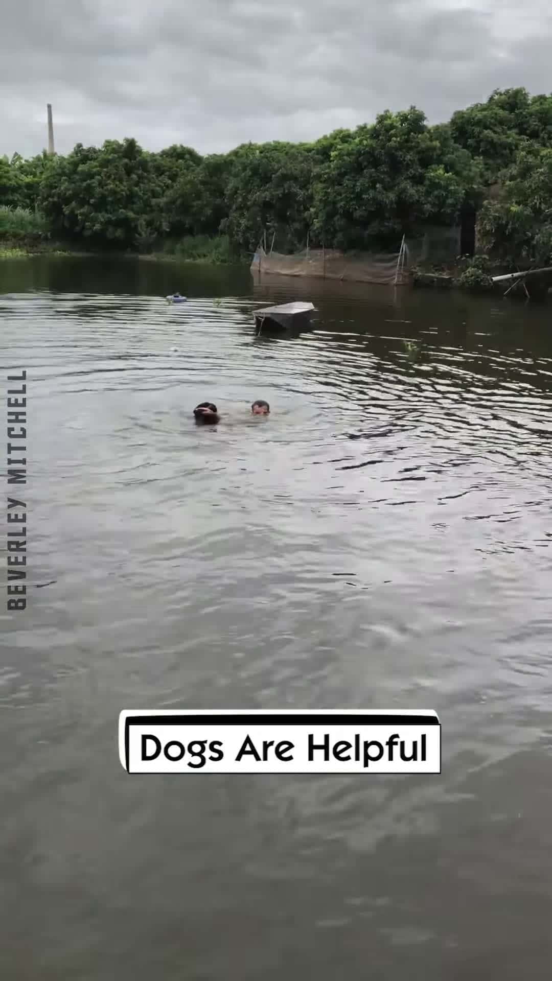Cover for Dogs Are Helpful