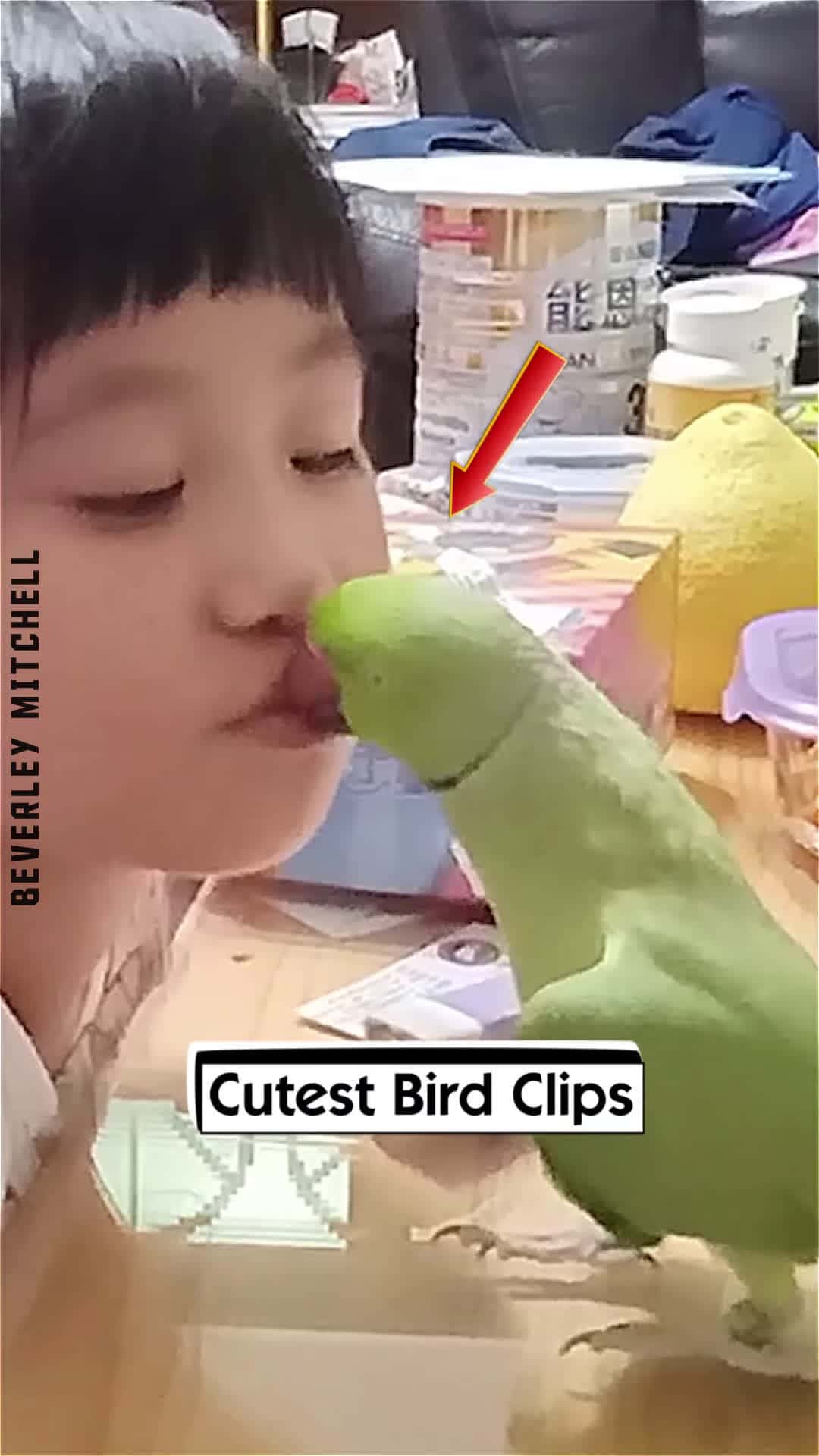 Cover for Cutest Bird Clips