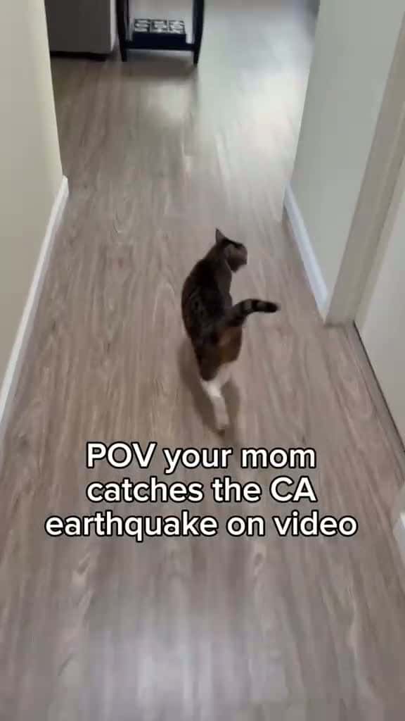 Cover for follow for more clips. california earthquake caught on camera #CaughtOnCamera #earthquake #cat #animal #kitty #california #naturaldisaster #nature #crazy #weird