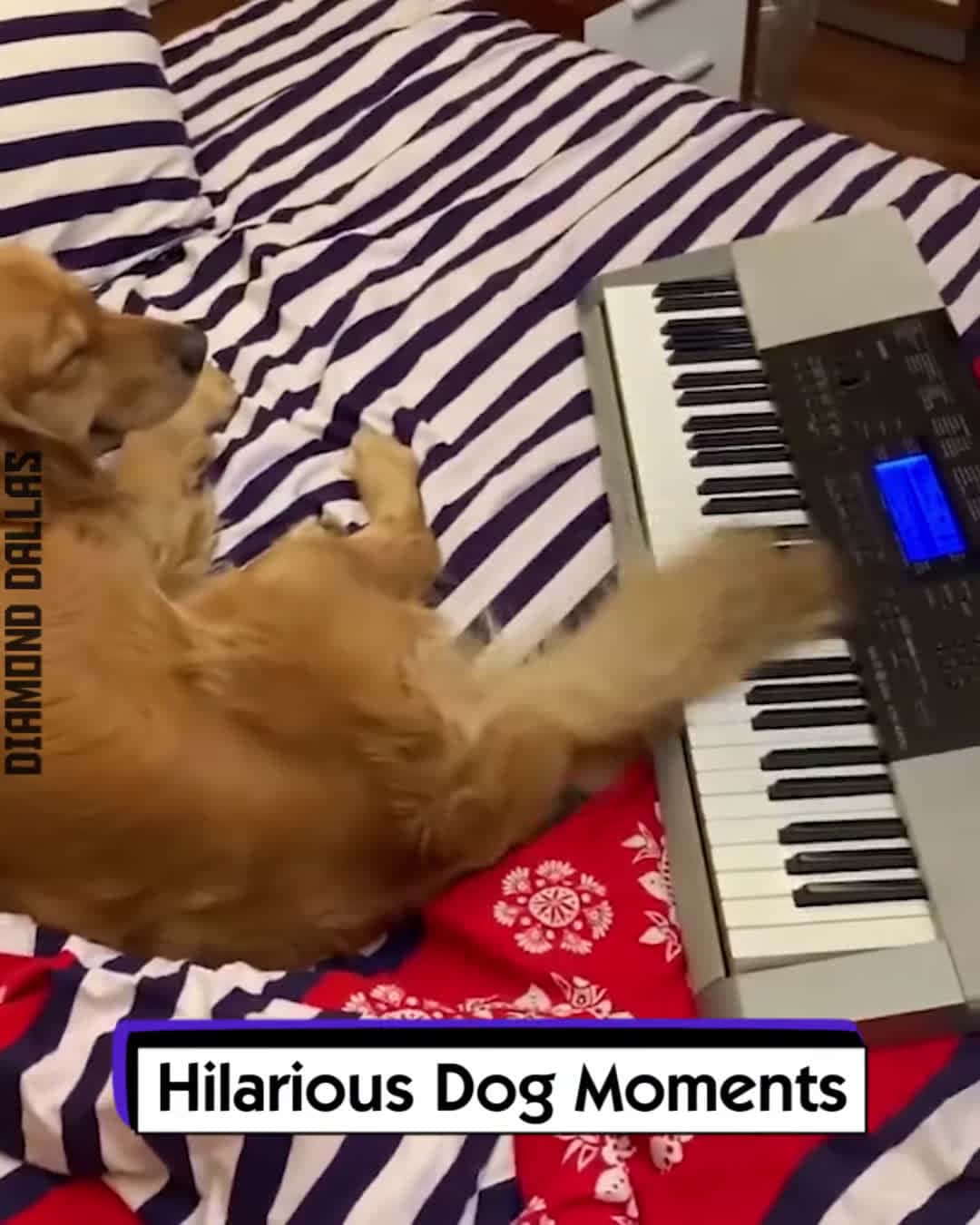 Cover for /storage/emulated/0/Download/Hilarious Dog Moments