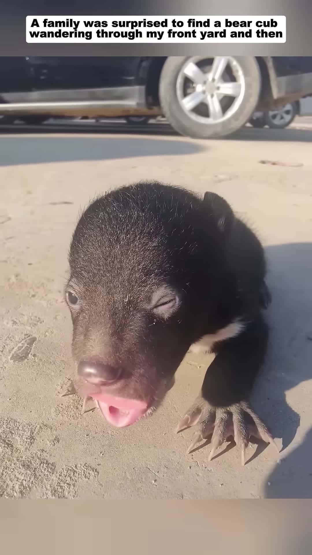 Cover for A family was surprised to see a bear cub wandering around my front yard bear babybear short