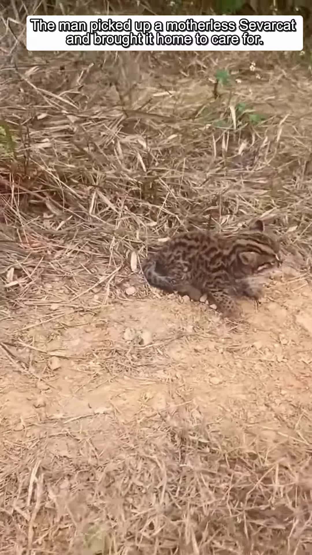 Cover for The man picked up a motherless sevarcat and brought it home to care for animals