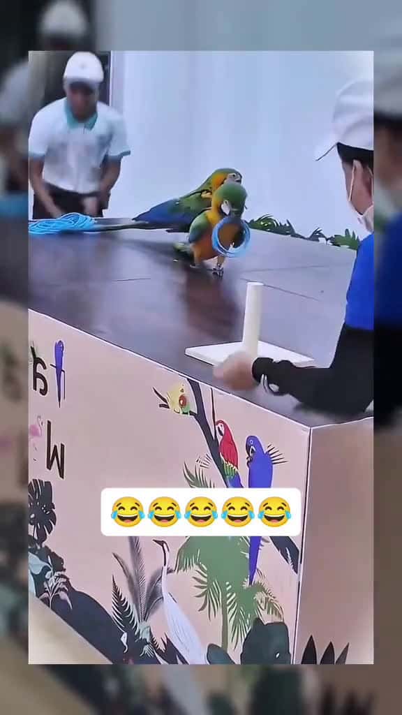 Cover for 🤣🤣🤣🤣