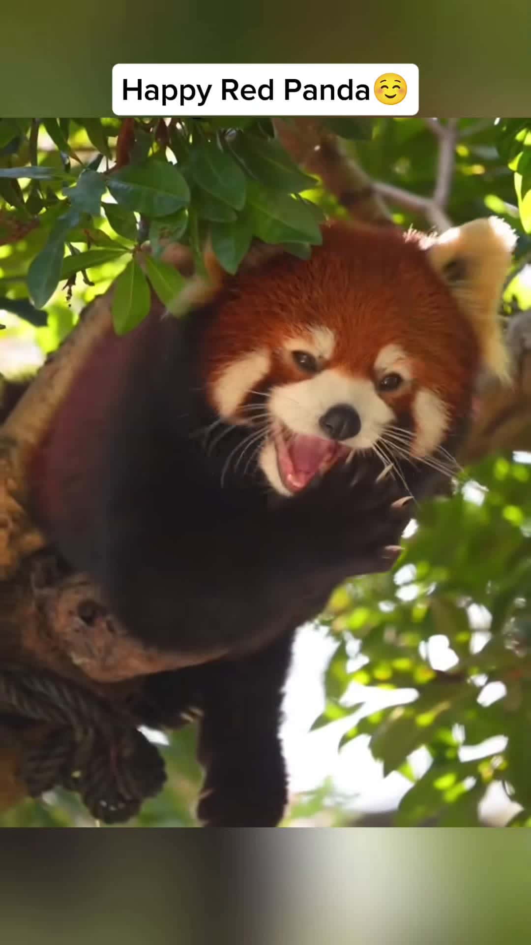 Cover for happy red pandas😘🥰#redpanda #panda #cuteanimals #fyp 