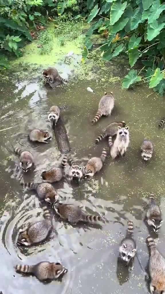 Cover for I've never seen this many racoons in one place before
