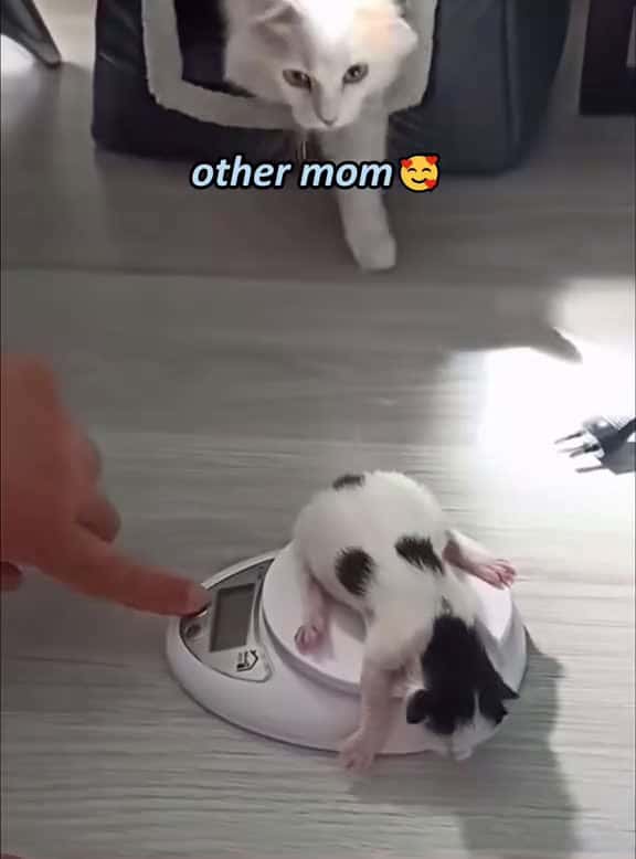 Cover for Kitten other moms vs my mom fyp foryou funnyanimasl catsoftiktok funnycats kitten 85695 #trending