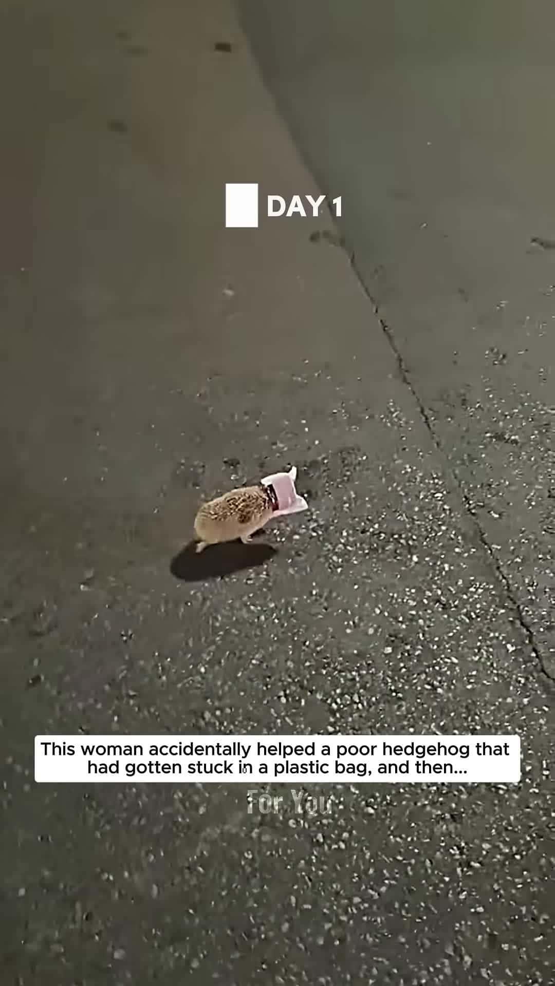 Cover for This woman rescued poor baby hedgehog and then hedgehog babyhedgehog short