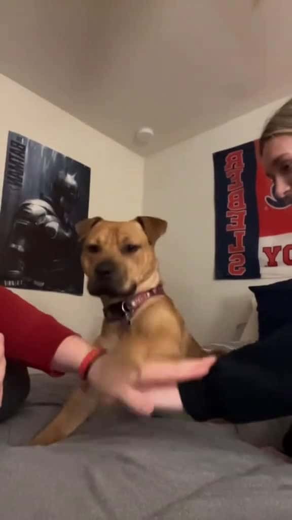 Cover for Play the Reach Challenge with the Dog foryou dog fyp funny funnyvideo 34862 #trending