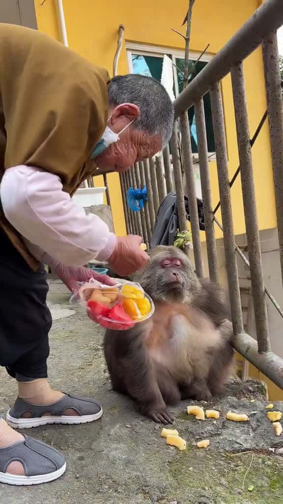 Cover for Grandma s eyes are filled with nothing but love for Xingxing. monkey monkey xingxing cute 88214 #shortvideos
