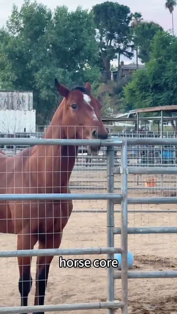 Cover for Horse core. horse horses horsesoftiktok funny funnyvideos fyp foryoupage usa usa 48682 #american