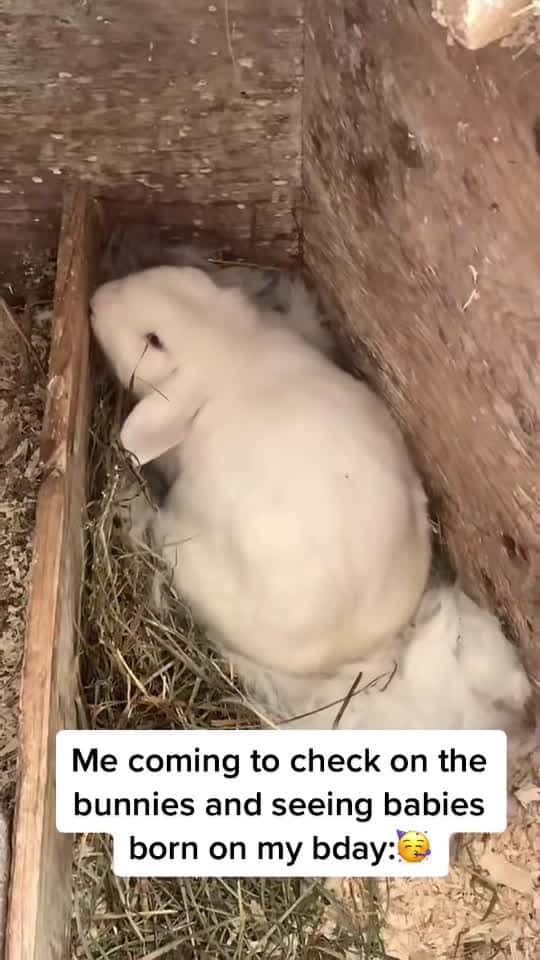 Cover for Evie had 3 babies!! Unfortunately one is a peanut ：((  #bunny #bunnie...