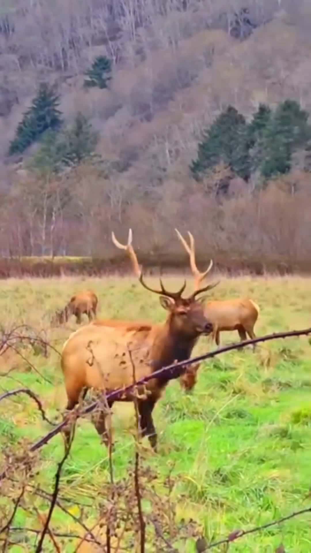 Cover for Roosevelt Elk #bestoutdooradventure #capturetodayssky 